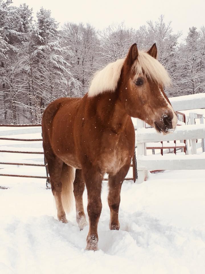 A light brown horse standing in a field with snow