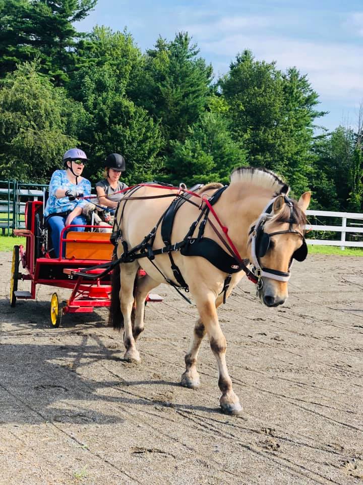Two people driving a horse in a cart in a sand ring in the driving program at High & Mighty in Ghent, NY