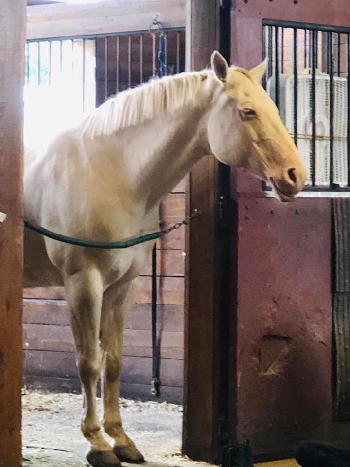 A cremello horse standing in a stall in a red barn