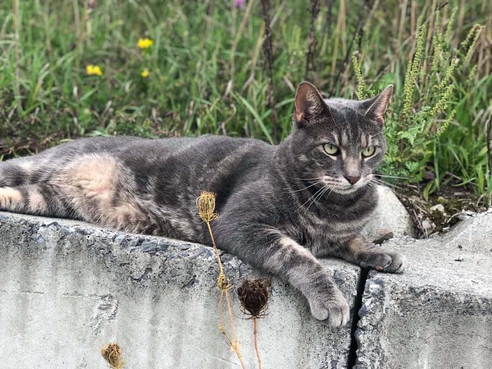 A gray and yellow cat sitting on a concrete wall facing to the right with grass in the background
