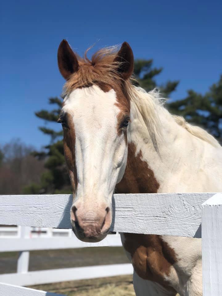 A horse with a white face and brown ears close up picture with his head over a white fence and a blue sky