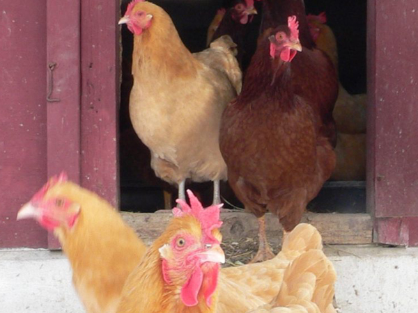 A close up of six chickens walking out a red chicken coop