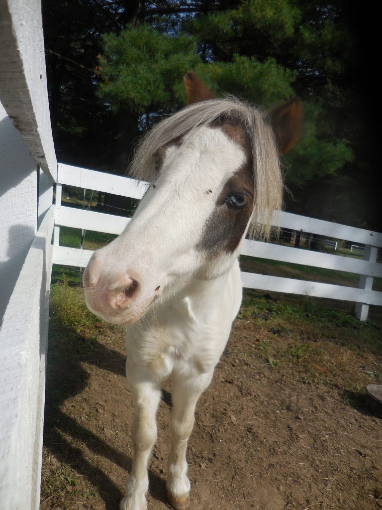 A miniature horse close up image with a white fence behind him