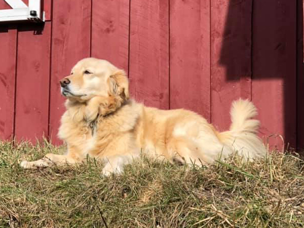 A yellow dog sitting on a pile of hay facing left in front of a red barn