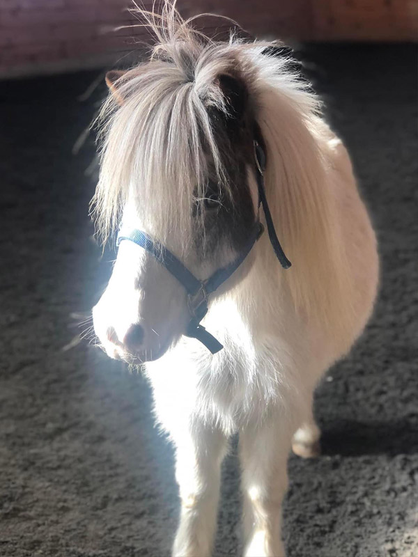 A close up picture of a white mini horse with brown ears and long mane in the indoor arena
