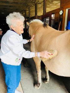 A close up of an elderly woman brushing the back of a yellow horse inside the barn in the Elder program at High & Mighty