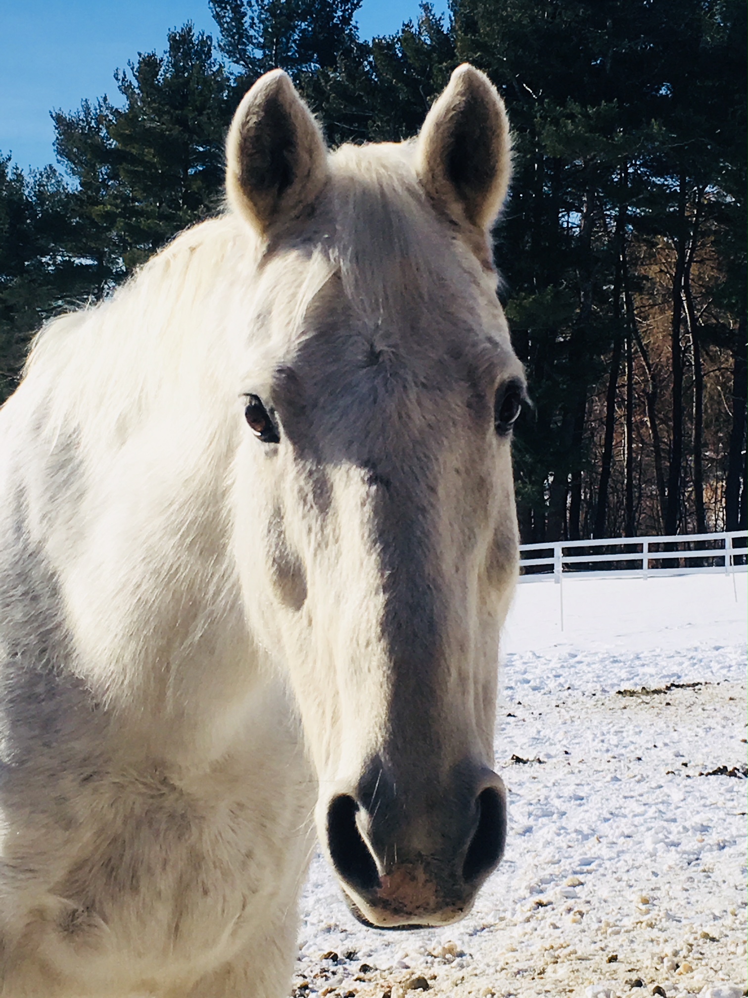 A close up of a white horse with his ears forward in a snowy field and white fence behind with pine trees in the background