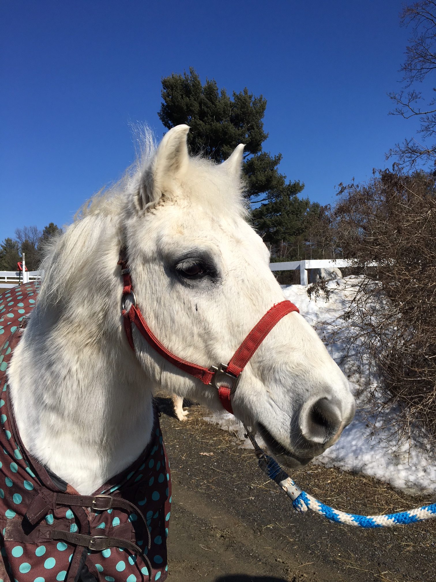 A close up of a white pony wearing a brown blanket facing to the right with a blue sky background
