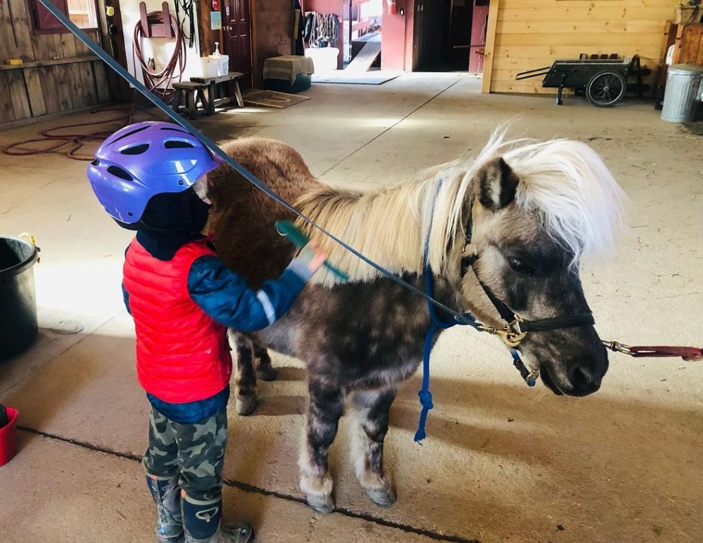 A small young boy with a blue helmet and red jacket brushing a miniature horse in a barn