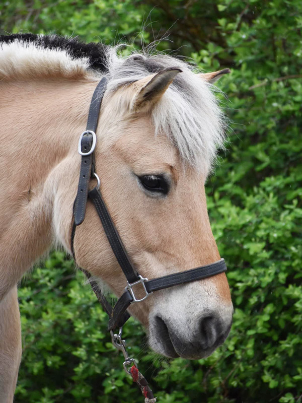 A headshot picture of a Fjord horse with green leaves in the background