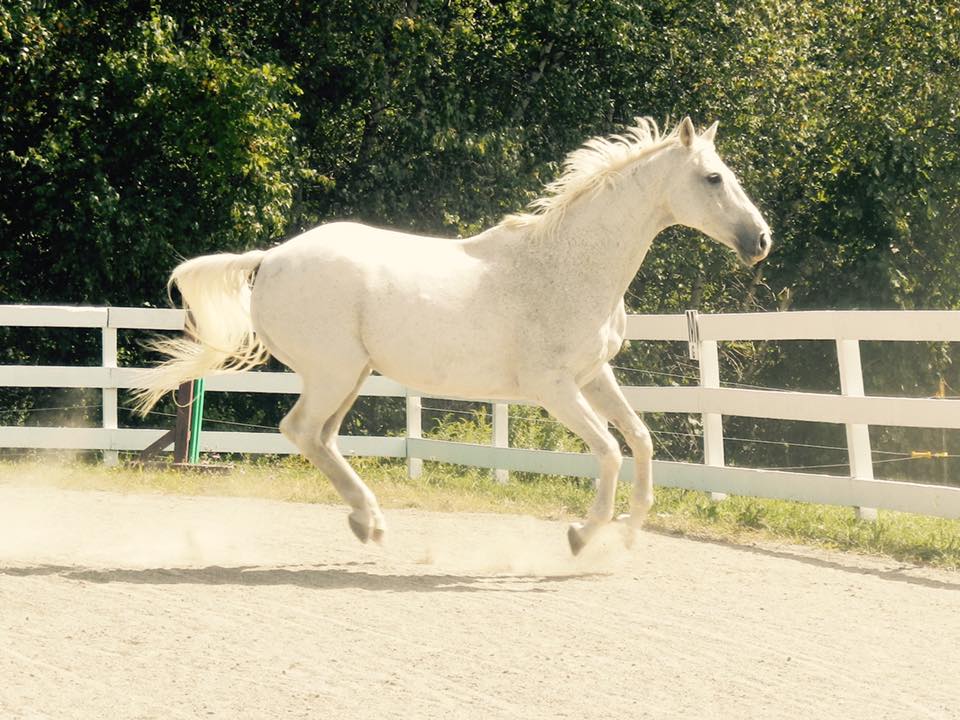 An unmounted white horse running in an outdoor sand arena with a white fence in the background