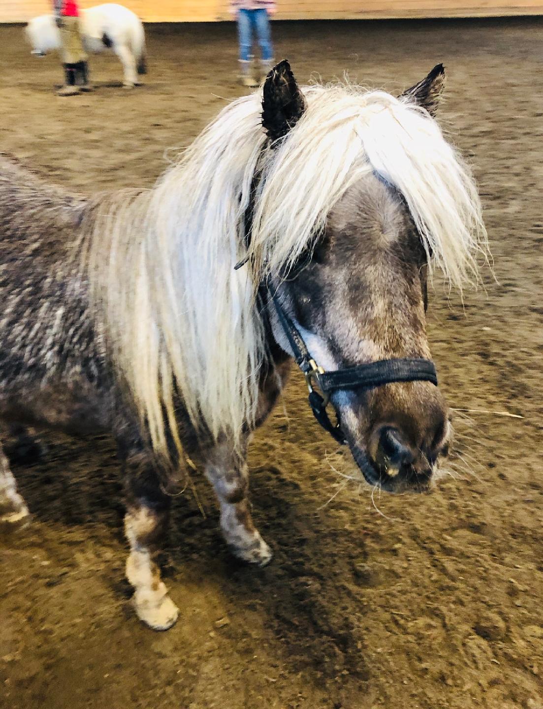 A close up of a dappled gray miniature horse with a long white mane and forelock